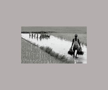 All India Agriculture Companies